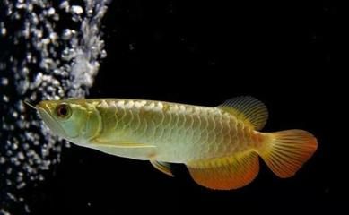 純白色的龍魚叫什么魚名字：純白色的龍魚叫什么魚名字呢？