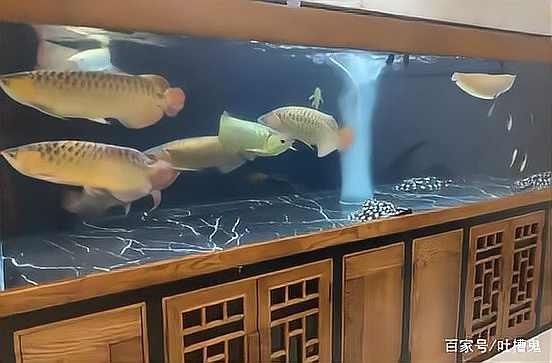 能舉例說明幾個龍魚梗嗎？