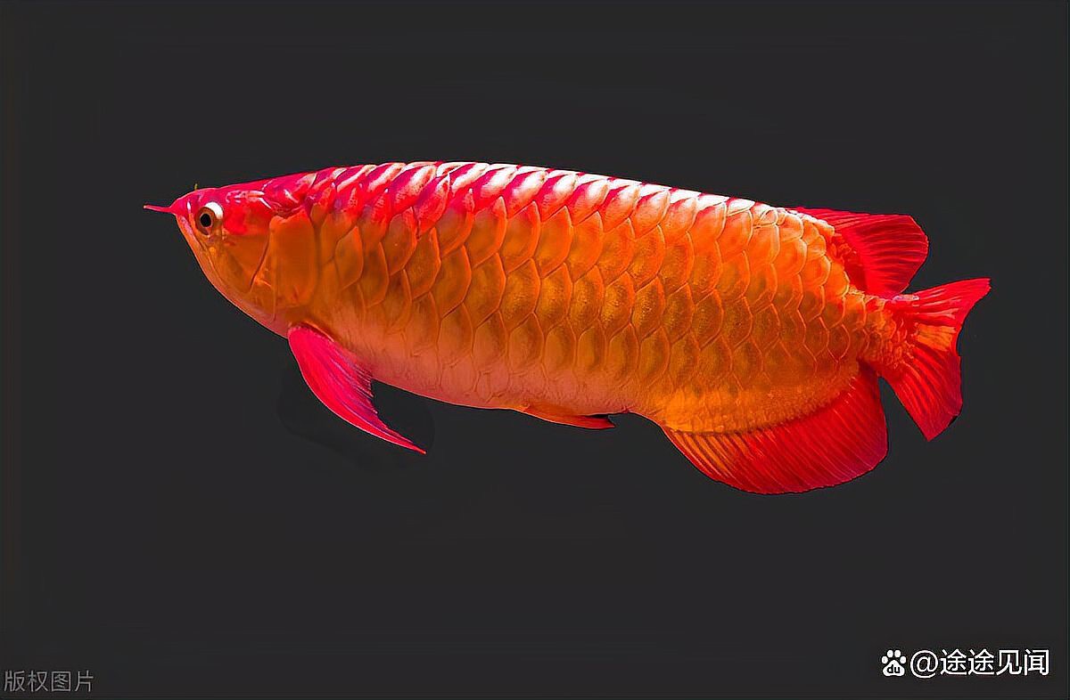 能舉例說明幾個龍魚梗嗎？
