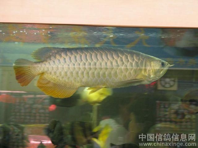 最大的金龍魚（金龍魚的體型大小會受到多種因素影響，金龍魚的生長受到多種影響）