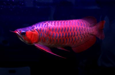 鑒別紅龍魚的品質和真假需要從多方面進行考慮和判斷：如何鑒別紅龍魚的品質和真假 鑒別紅龍魚的品質和真假需要從多方面進行考慮和判斷：如何鑒別紅龍魚的品質和真假 龍魚百科 第2張