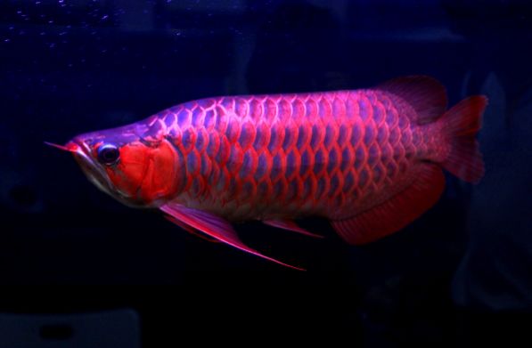 鑒別紅龍魚的品質和真假需要從多方面進行考慮和判斷：如何鑒別紅龍魚的品質和真假 鑒別紅龍魚的品質和真假需要從多方面進行考慮和判斷：如何鑒別紅龍魚的品質和真假 龍魚百科 第3張