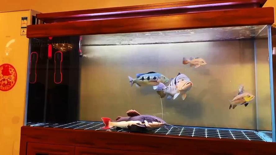 銀龍魚和虎魚能混養嗎圖片對比圖