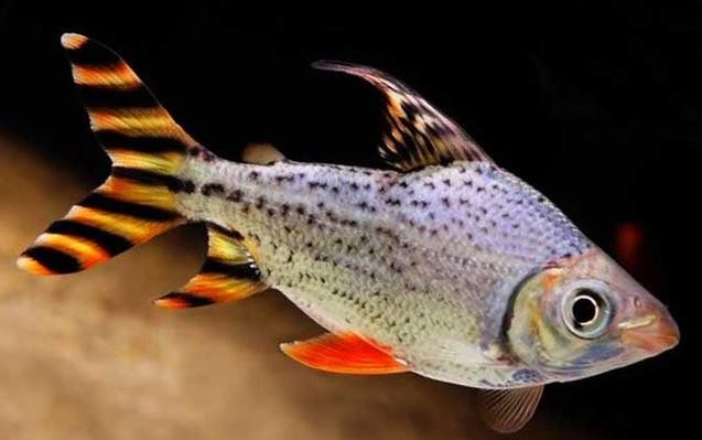 銀龍魚和虎魚能混養嗎圖片對比圖