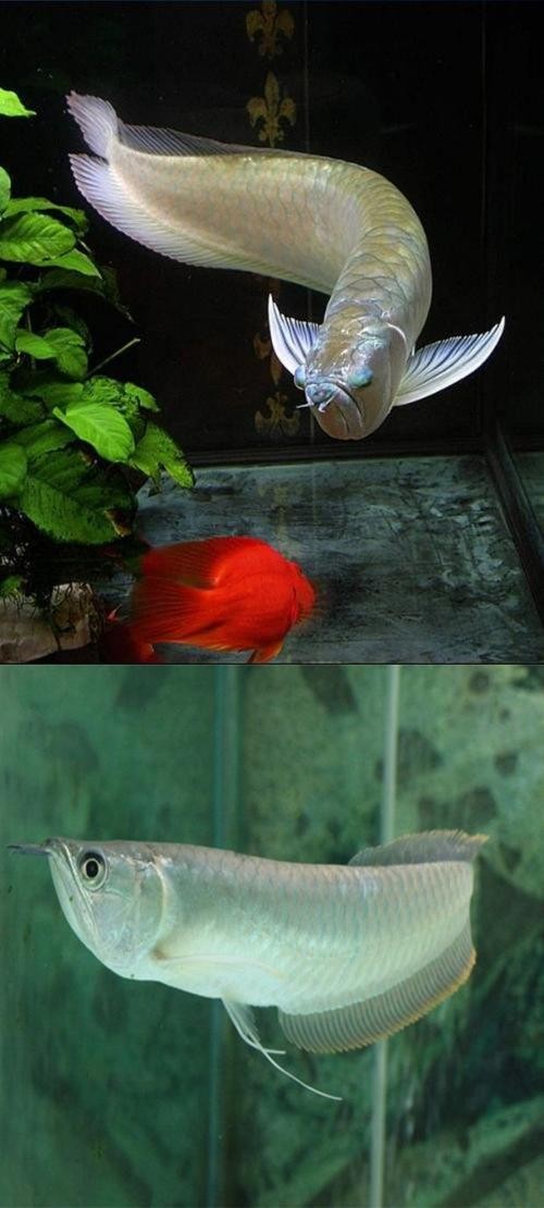 銀龍魚和虎魚能混養嗎圖片對比圖