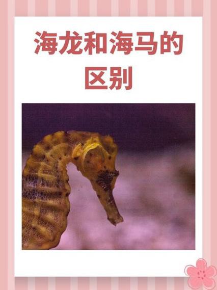 給我一張海龍和海馬的區(qū)別圖片