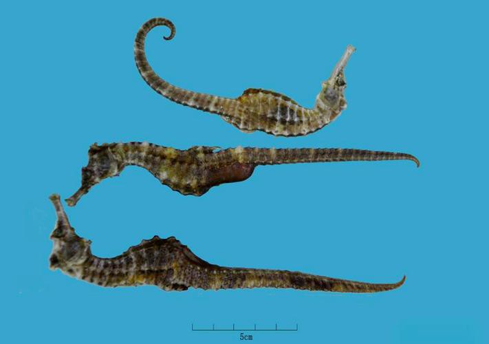 給我一張海龍和海馬的區(qū)別圖片