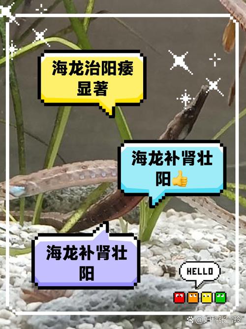 給我一張海龍和海馬的區(qū)別圖片