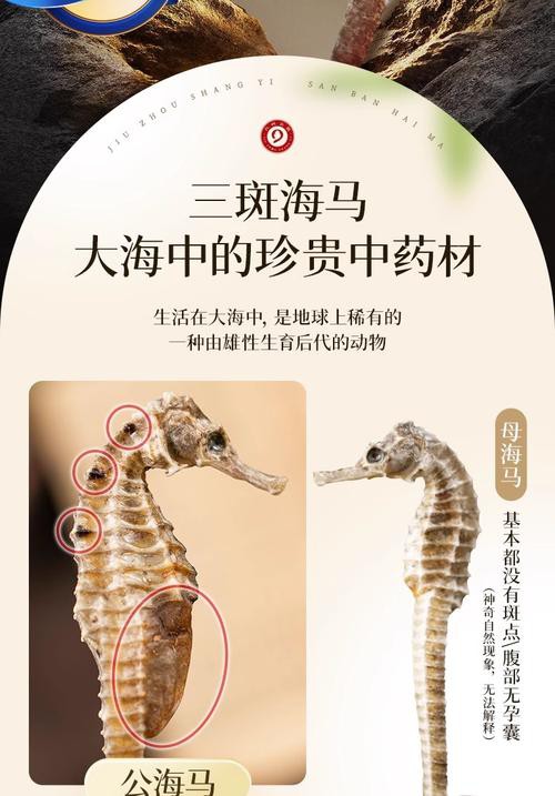 給我一張海龍和海馬的區(qū)別圖片