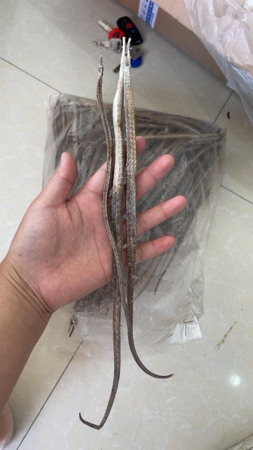 給我一張海龍和海馬的區(qū)別圖片