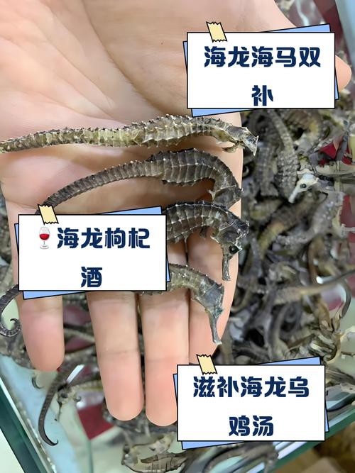 給我一張海龍和海馬的區(qū)別圖片