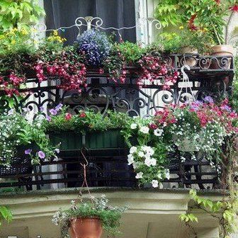 過背金龍頭型優缺點