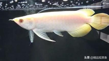 白子龍魚（白子龍魚價(jià)格一般在200-5000元人民幣之間）