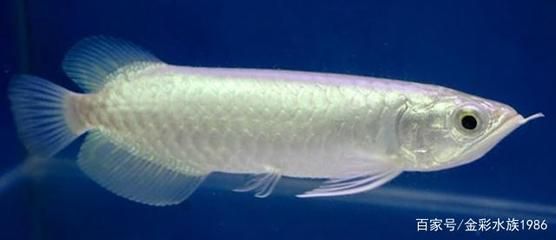 白子龍魚（白子龍魚價(jià)格一般在200-5000元人民幣之間）