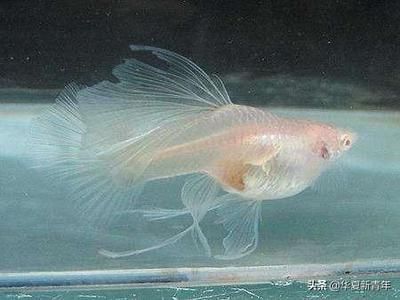 白子龍魚（白子龍魚價(jià)格一般在200-5000元人民幣之間）