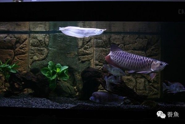紅龍魚不開燈會返垢嗎：紅龍魚不開燈會導致返垢嗎？