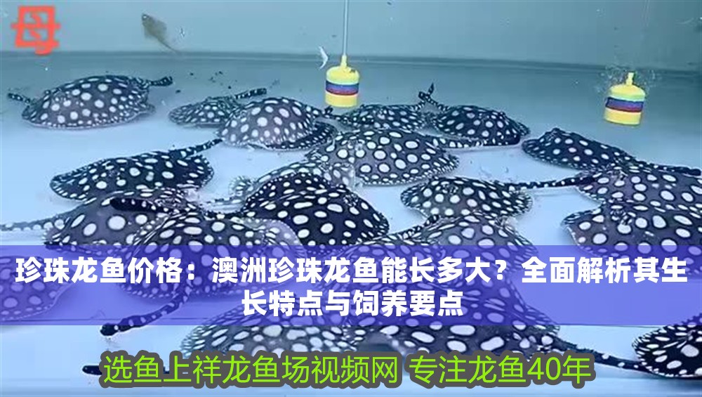 珍珠龍魚價格：澳洲珍珠龍魚能長多大？全面解析其生長特點與飼養要點