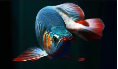 古金龍魚：金龍魚是一種歷史悠久且具有觀賞價值和科學研究價值的物種