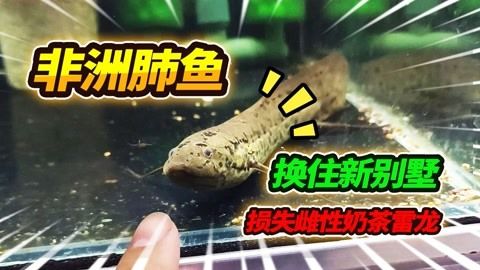 奶茶雷龍可以混養什么魚吃：可以與奶茶雷龍混養的魚類