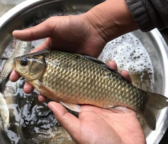 蘆花鯽魚圖片