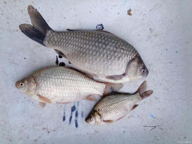 蘆花鯽魚圖片