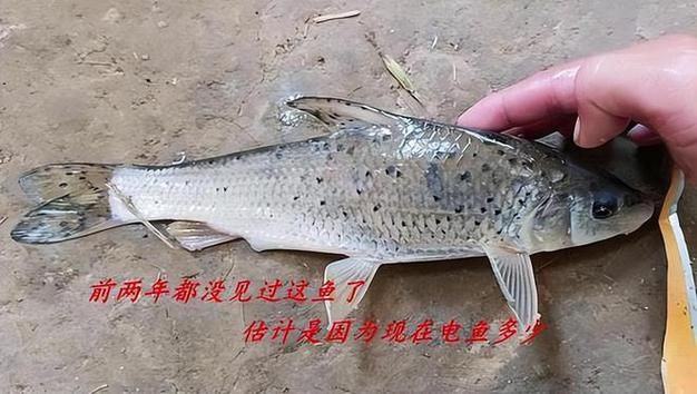 蘆花鯽魚圖片