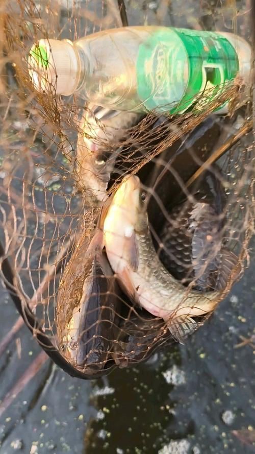 蘆花鯽魚圖片
