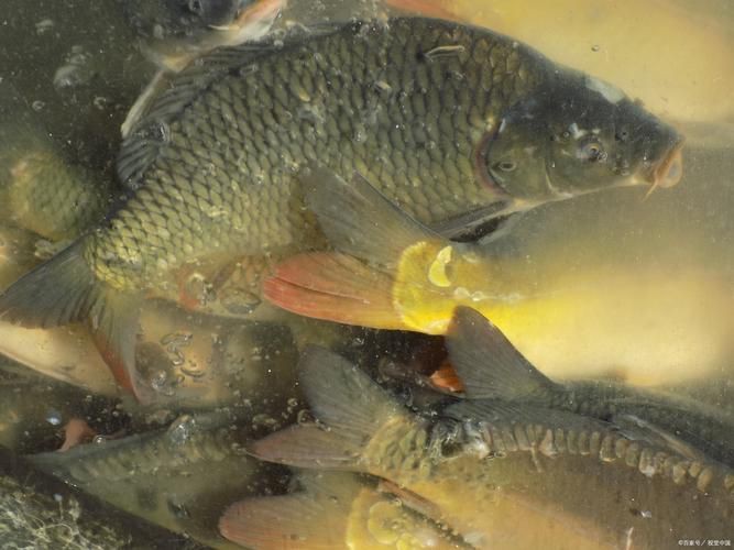 蘆花鯽魚圖片