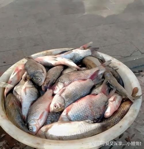 蘆花鯽魚圖片