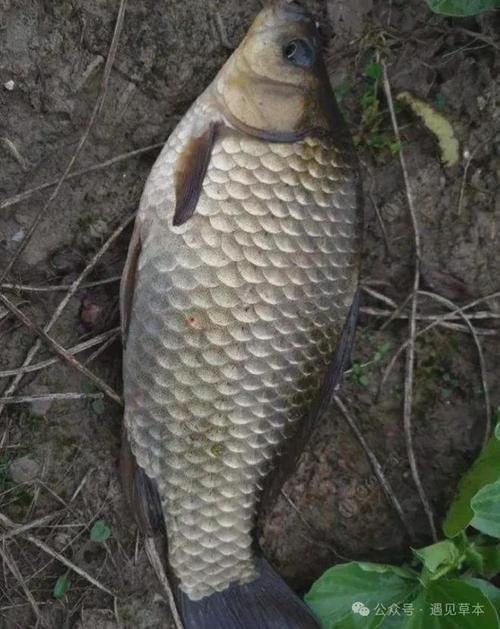 蘆花鯽魚圖片