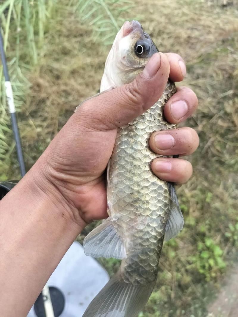 蘆花鯽魚圖片
