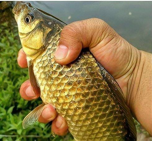 蘆花鯽魚圖片