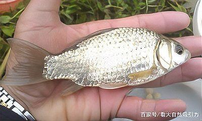 蘆花鯽魚圖片