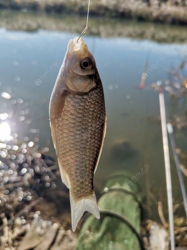 蘆花鯽魚圖片
