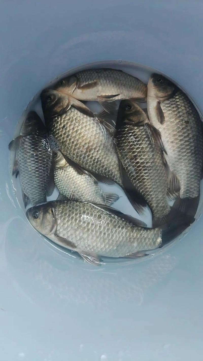 蘆花鯽魚圖片