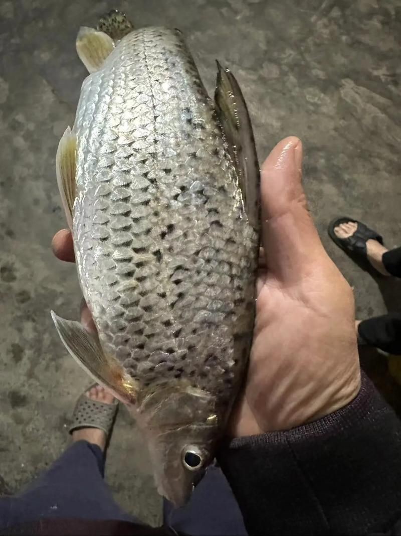 蘆花鯽魚圖片