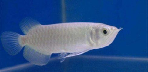 龍魚吃活魚的好處（龍魚吃活魚有其優(yōu)點(diǎn)）