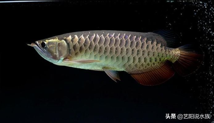 金頭過背金龍魚20厘米多少錢一條：20厘米金頭過背金龍魚價格大致在5000-10000元左右