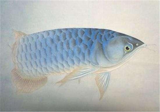 網上買金龍魚可靠嗎（在網上購買金龍魚時，選擇信譽好的賣家非常重要）