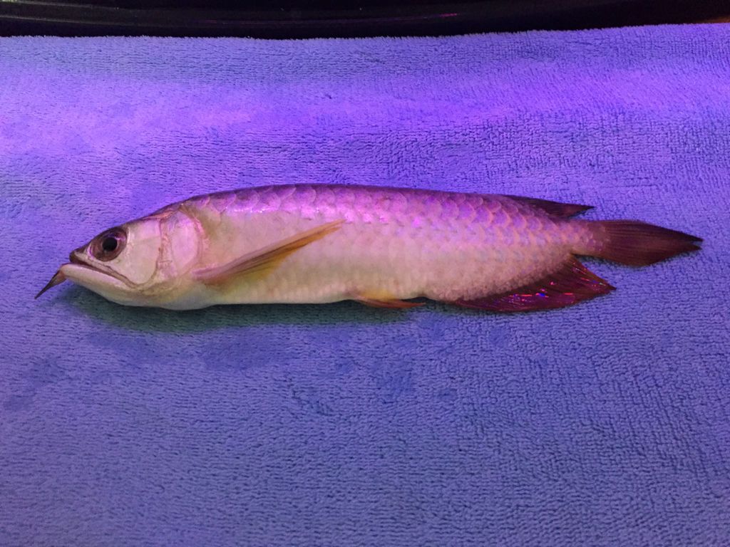 網上買金龍魚可靠嗎（在網上購買金龍魚時，選擇信譽好的賣家非常重要）