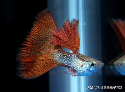 網上買金龍魚可靠嗎（在網上購買金龍魚時，選擇信譽好的賣家非常重要）
