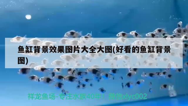 魚缸背景效果圖片大全大圖(好看的魚缸背景圖)
