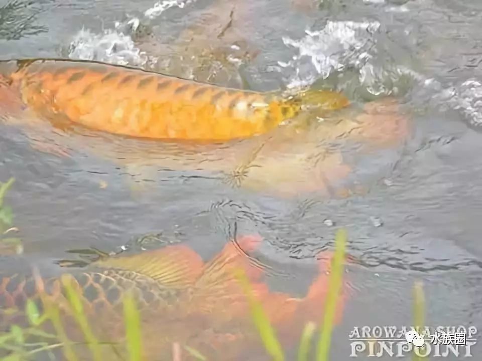 龍魚和蝦可以養一塊嗎：龍魚和蝦可以在同一個環境中和諧共生環境中和諧共處