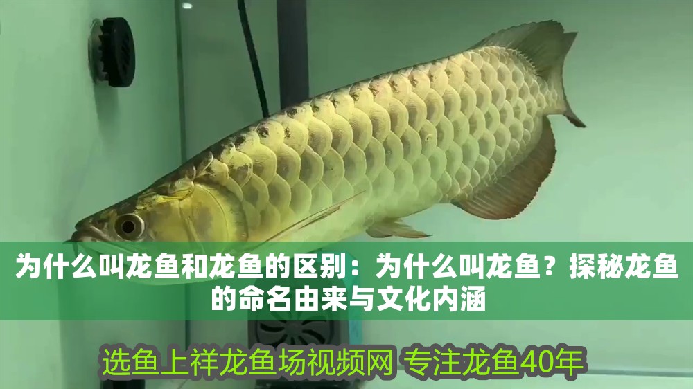 為什么叫龍魚和龍魚的區別：為什么叫龍魚？探秘龍魚的命名由來與文化內涵 為什么叫龍魚和龍魚的區別：為什么叫龍魚？探秘龍魚的命名由來與文化內涵 龍魚百科 第1張