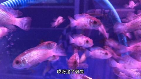 為什么叫龍魚和龍魚的區別：為什么叫龍魚？探秘龍魚的命名由來與文化內涵 為什么叫龍魚和龍魚的區別：為什么叫龍魚？探秘龍魚的命名由來與文化內涵 龍魚百科 第2張