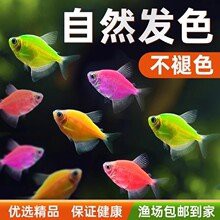 粉紅龍魚價格表圖片