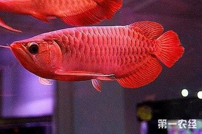 紅龍魚最高價格是多少錢（世界上最貴的魚是什么魚，紅龍魚價格高達500萬人民幣）