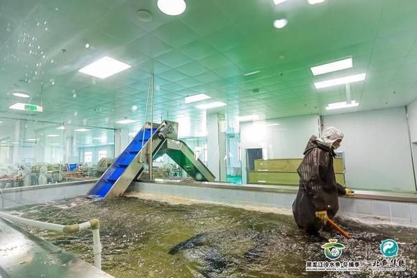 哈爾濱其他配魚，哈爾濱特色魚食做法哈爾濱觀賞魚市場價格實(shí)惠