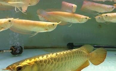 龍魚魚苗好養(yǎng)嗎：龍魚魚苗的養(yǎng)護相對比較簡單但也需要一定的耐心和細心