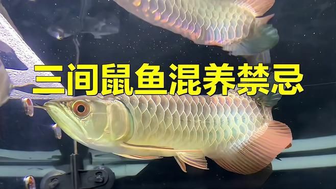 藍帆三間魚最忌三種食物